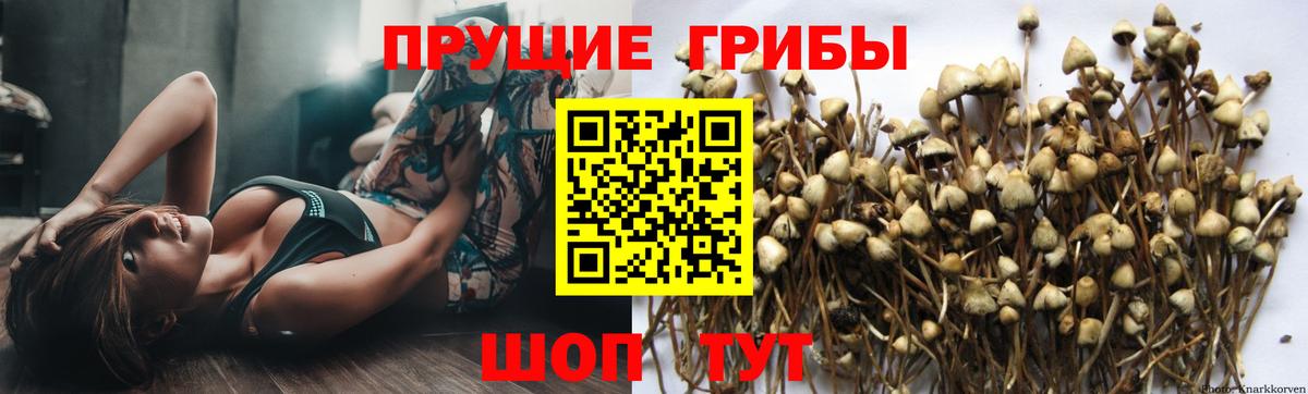 Псилоцибиновые грибы прущие грибы  наркотики  Моздок  Вход с VPN 